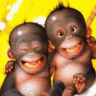 apes.gif